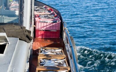 The fishing sector joins forces with the international community to call for wide ratification of ILO C188